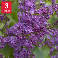 Pre-order Longfield Gardens Lilac Collection Heaven Scent3 Pack