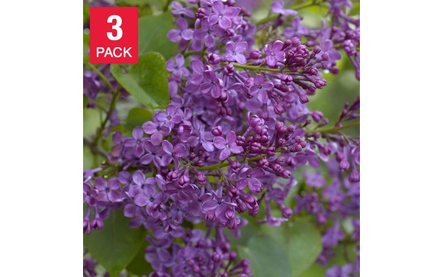 Pre-order  Lilac Collection Heaven Scent, 3 Pack, Purple