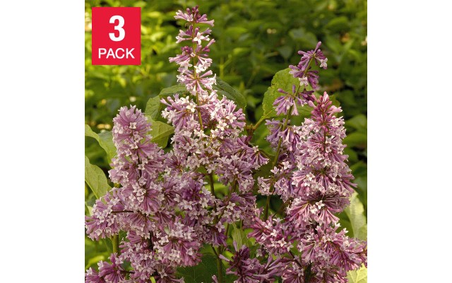 Pre-order  Lilac Collection Spring Fling, 3 Pack, Pink