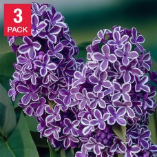 Pre-order Longfield Gardens Lilac Collection Spring Fling3 Pack