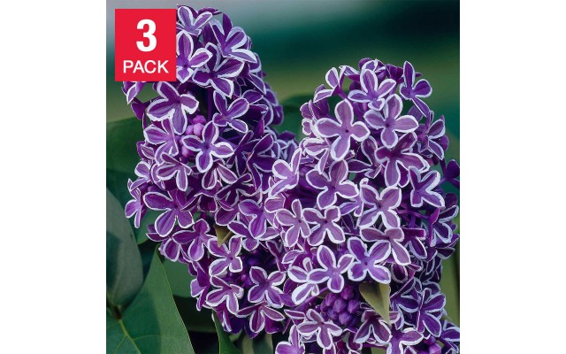 Pre-order  Lilac Collection Spring Fling, 3 Pack, Purple