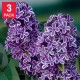 Pre-order  Lilac Collection Spring Fling, 3 Pack, Purple