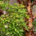 Pre-Order  Ornamental Trees Paperbark Maple, 2-pack