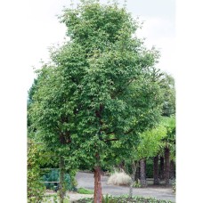 Pre-Order Longfield Gardens Ornamental Trees Paperbark Maple, 2-pack