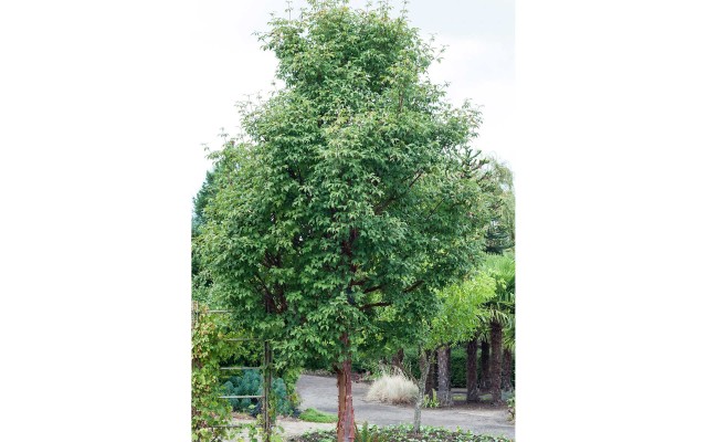 Pre-Order  Ornamental Trees Paperbark Maple, 2-pack