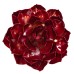 Ruby Rose Succulent by Desert Steel