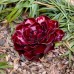 Ruby Rose Succulent by Desert Steel