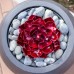 Ruby Rose Succulent by Desert Steel