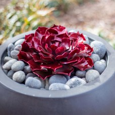 Ruby Rose Succulent by Desert Steel