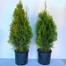 Thuja Emerald Green Arborvitae, 2-pack