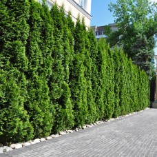 Thuja Emerald Green Arborvitae, 2-pack