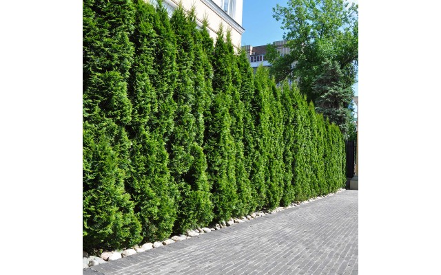 Thuja Emerald Green Arborvitae, 2-pack