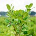 Wintergreen Boxwood, 3-pack