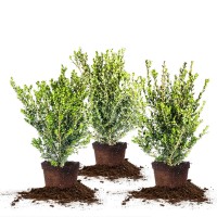 Wintergreen Boxwood, 3-pack