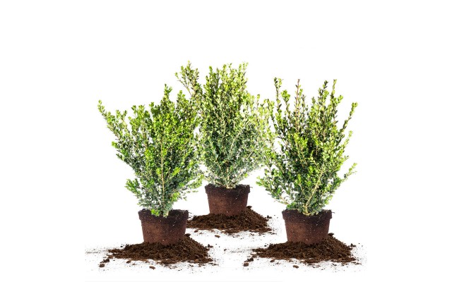 Wintergreen Boxwood, 3-pack