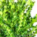 Wintergreen Boxwood, 3-pack