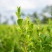 Wintergreen Boxwood, 3-pack
