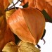  National Tree 72