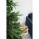  6′ Northern Shasta Fir Full Christmas Tree, Green