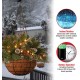  20″ Glittery Mountain Spruce Hanging Basket with White Edg