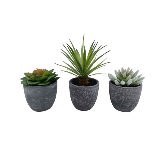  Home Set Of 3 Multi Succulents, Green
