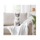  Frenchie Cat Shaped Decorative Pillow