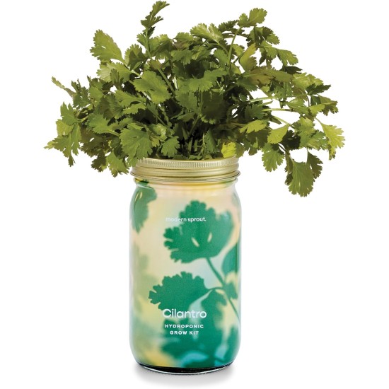  New & Improved Mason Jar Grow Set, Indoor Herb Garden, Seed Starter Set, Organic Seeds, Hydroponic Growing (Cilantro)