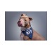  The Real Mvp Dog Bandana, Navy, 9” x 6”
