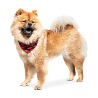 Collection Xiix Buffalo Plaid Pet Bandana, Red/Black, 24.5″ x 12″