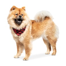 Collection Xiix Buffalo Plaid Pet Bandana, Red/Black, 24.5″ x 12″