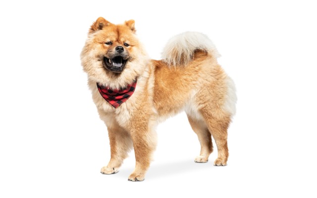 Collection Xiix Buffalo Plaid Pet Bandana, Red/Black, 24.5″ x 12″