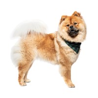 Collection Xiix Buffalo Plaid Pet Bandanas, Green