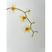 Papyrus Card – Blank Inside – Good For All Occasions