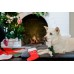 . Merry Woofmas Plush Dog Toys – Christmas Themed Toys, Great for All Dogs