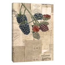 Ptm Images, Academic Raspberry Illustration Decorative Canvas Wall Art, 16×1.5×20