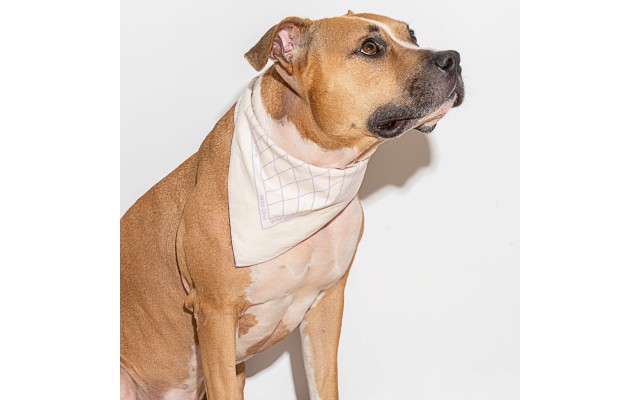  Printed Cotton Pet Bandana, Natural/Lilac, 22″x 22″