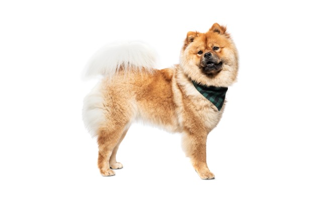  Buffalo Plaid Pet Bandanas, Green